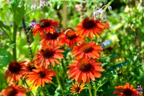 橘色松果菊花朵图片